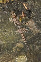 Gehyra fehlmanni