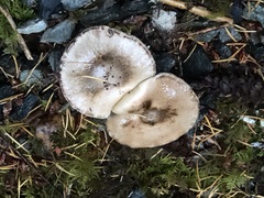 Gomphidius oregonensis