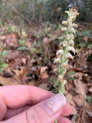 Spiranthes ochroleuca