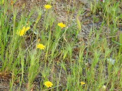 Leontodon longirostris