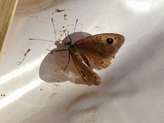 Lasiommata