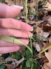 Spiranthes ochroleuca