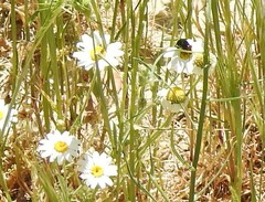 Anthemis arvensis
