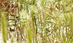 Hordeum murinum leporinum