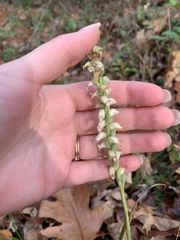 Spiranthes ochroleuca