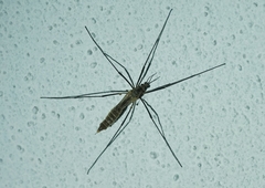 Tipula pagana
