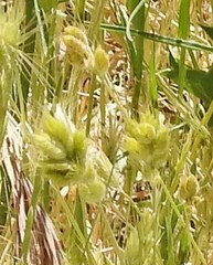 Bromus hordeaceus