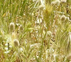 Bromus madritensis
