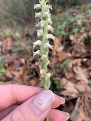 Spiranthes ochroleuca
