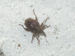 Trichosirocalus troglodytes