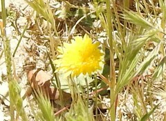 Leontodon longirostris