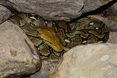 Malayopython reticulatus