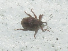 Trichosirocalus troglodytes