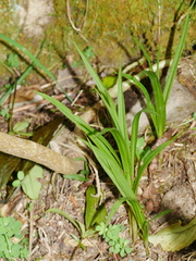 Pterostylis
