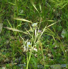Bromus diandrus