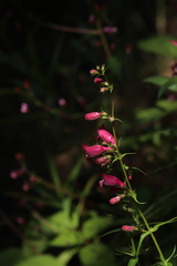 Penstemon roseus