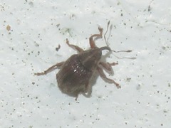 Trichosirocalus troglodytes