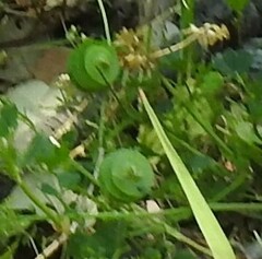 Medicago orbicularis