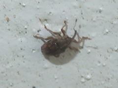 Trichosirocalus troglodytes