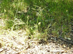 Medicago orbicularis