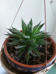 Aristaloe