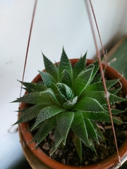 Aristaloe