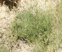 Santolina rosmarinifolia