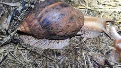 Lissachatina immaculata