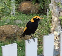 Sericulus chrysocephalus