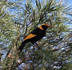 Sericulus chrysocephalus