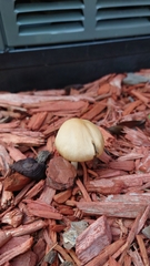 Leratiomyces percevalii