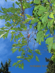 Magnolia × soulangeana