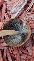 Leratiomyces percevalii