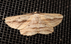 Euphronarcha luxaria