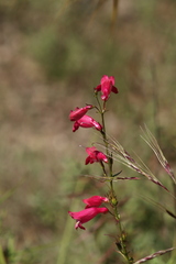 Penstemon roseus