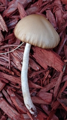 Leratiomyces percevalii