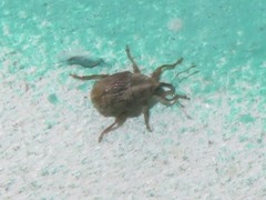 Trichosirocalus troglodytes