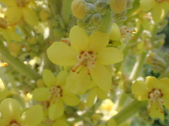 Verbascum bombyciferum