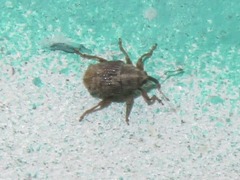 Trichosirocalus troglodytes