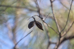 Hakea persiehana