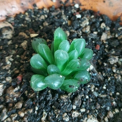 Haworthia