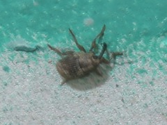 Trichosirocalus troglodytes