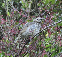 Sericulus chrysocephalus