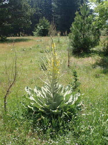 Verbascum bombyciferum, photograph 5