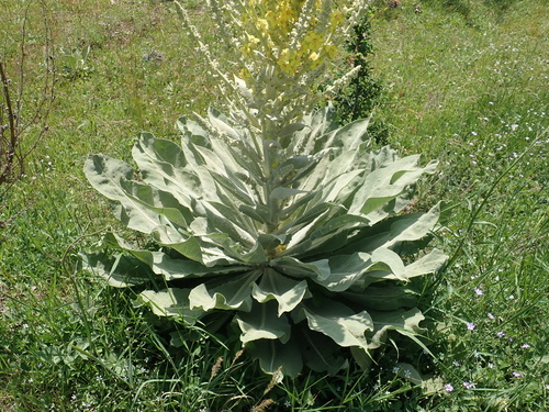 Verbascum bombyciferum, photograph 6