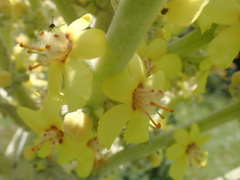 Verbascum bombyciferum