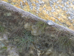 Phallusia mammillata