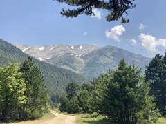 Verbascum bombyciferum