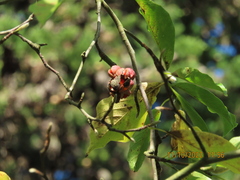Magnolia × soulangeana