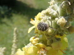 Verbascum bombyciferum